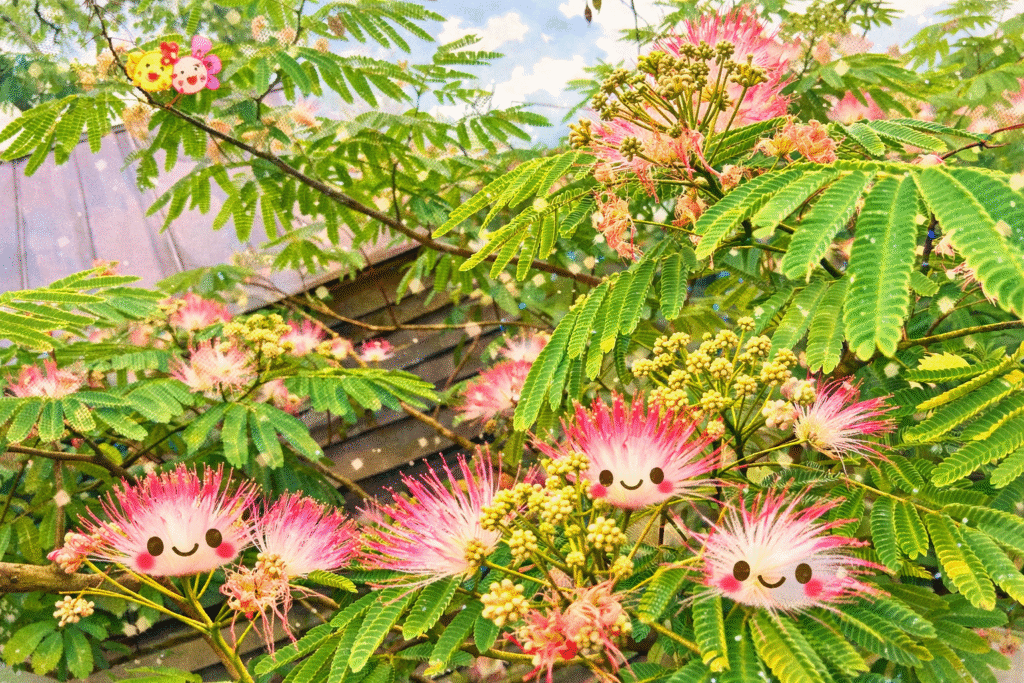 mind calm balance he huan pi mind calm balance he huan pi